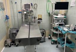 cirugia servicios veterinarios