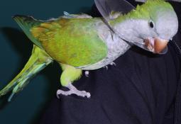 servicios veterinarios animales exoticos