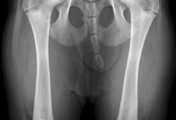 traumatologia servicios veterinaria