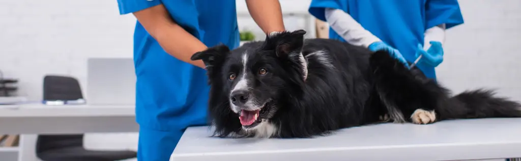 servicios veterinarios
